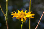 Prairie rosinweed